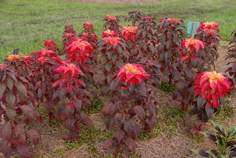 Red amaranth plants with colorful edible foliage.