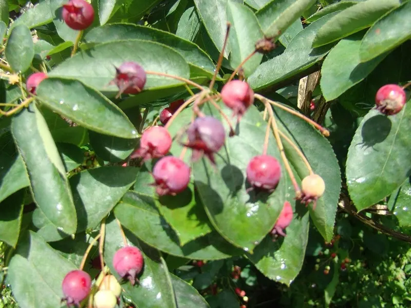 Serviceberries ripening among green leaves.