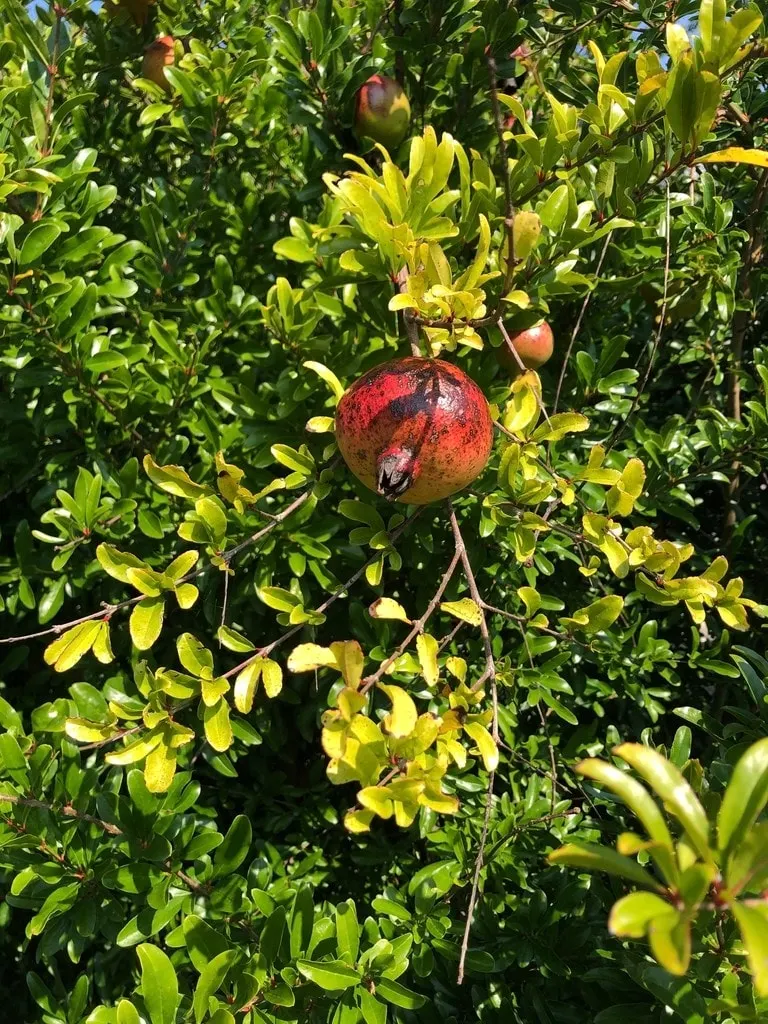 Pomegranate fruit growing in a leafy shrub.