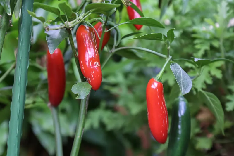 Red serrano peppers ripening on a leafy plant.