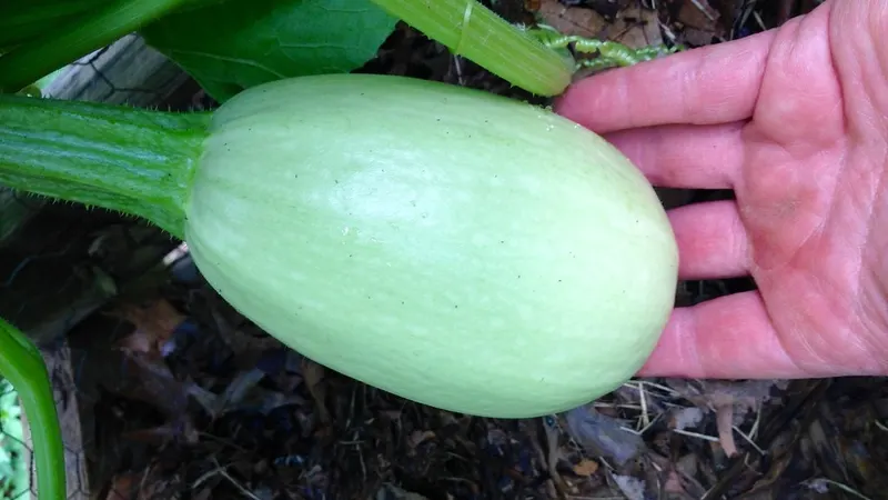Spaghetti squash fruit growing on a leafy vine.