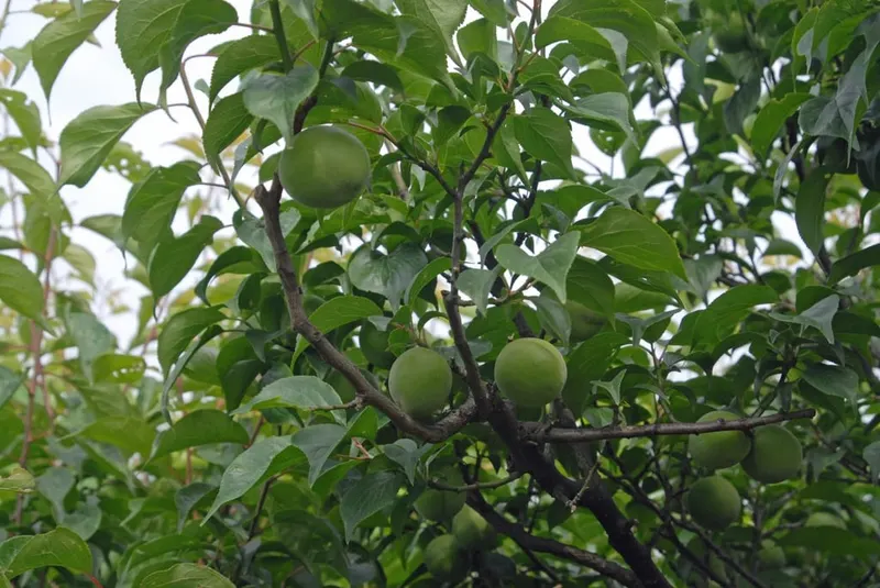 Ume plum fruit on a branch.