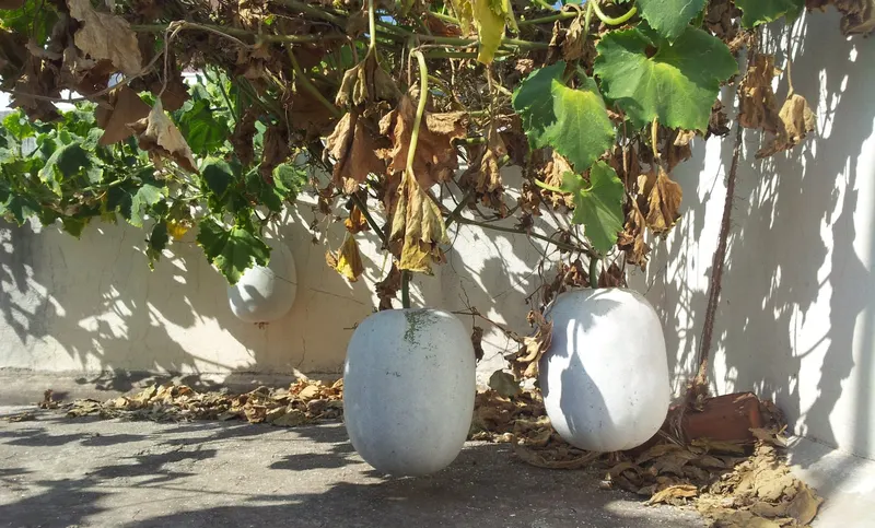 Wax gourds growing on a vine.