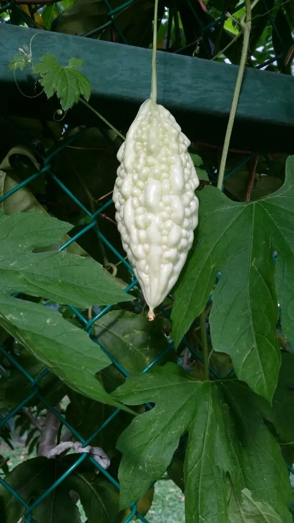 White bitter melon fruit hanging on a leafy vine.