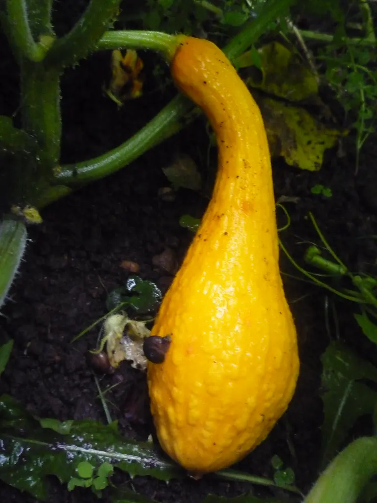 Yellow crookneck squash fruit growing on the plant.