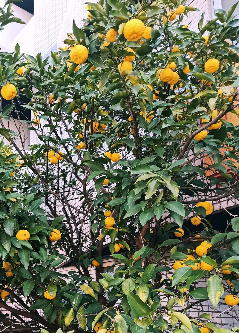 Ichang lemon plant showing foliage and plant structure.
